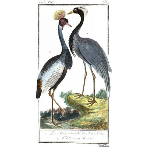 Buffon Cranes and Herons II Black Modern Wood Framed Art Print with Double Matting by Buffon