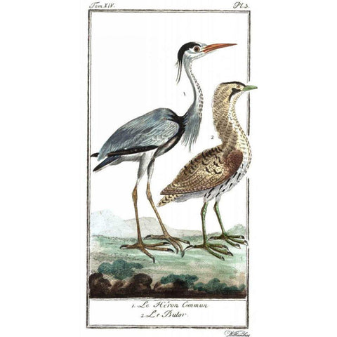 Buffon Cranes and Herons III White Modern Wood Framed Art Print by Buffon