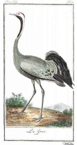Buffon Cranes and Herons IV Black Ornate Wood Framed Art Print with Double Matting by Buffon