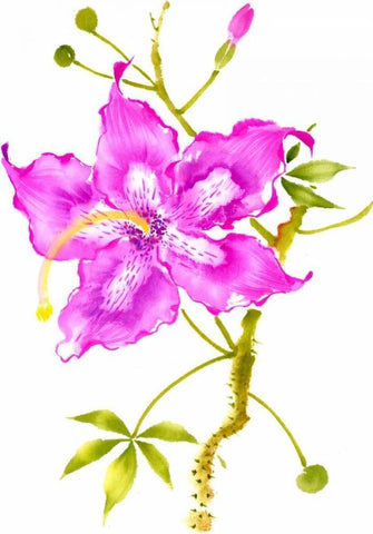 Hibiscus Flower I Black Ornate Wood Framed Art Print with Double Matting by Rae, Nan