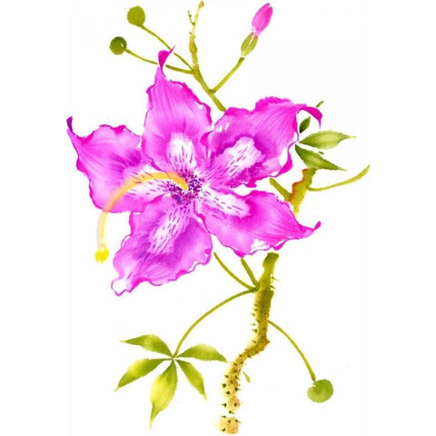 Hibiscus Flower I Black Modern Wood Framed Art Print by Rae, Nan