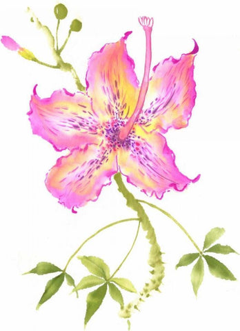 Hibiscus Flower IV Black Ornate Wood Framed Art Print with Double Matting by Rae, Nan
