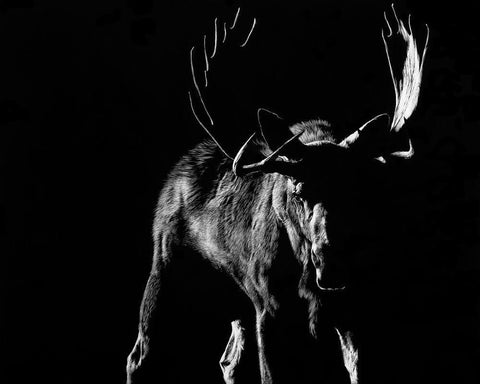 Bullish Black Ornate Wood Framed Art Print with Double Matting by Chapman, Julie