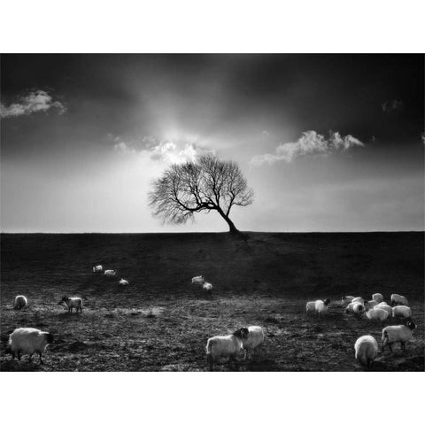 The Gathering Black Modern Wood Framed Art Print by Henson, Martin