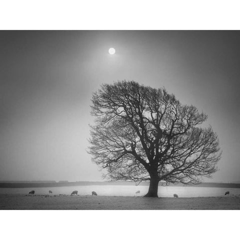 Evening Light II Black Modern Wood Framed Art Print by Henson, Martin
