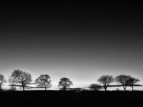 Treeline Light Black Ornate Wood Framed Art Print with Double Matting by Henson, Martin