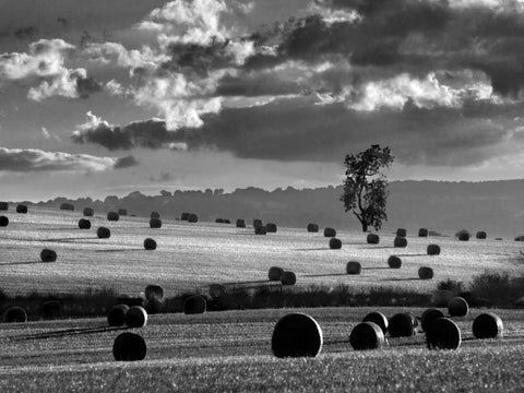 Rolls of Hay White Modern Wood Framed Art Print with Double Matting by Henson, Martin