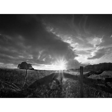 Fallen Tree White Modern Wood Framed Art Print by Henson, Martin