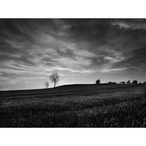 Black and White Sunset White Modern Wood Framed Art Print by Henson, Martin