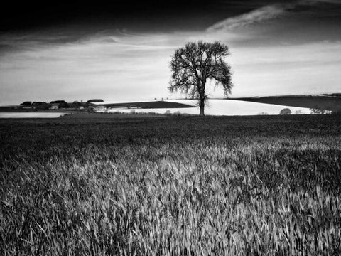 Field Texture White Modern Wood Framed Art Print with Double Matting by Henson, Martin
