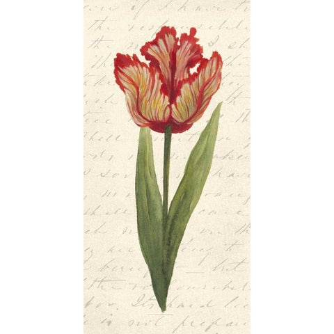 Twin Tulips II Gold Ornate Wood Framed Art Print with Double Matting by Popp, Grace