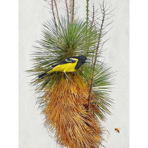 Avian Tropics II Gold Ornate Wood Framed Art Print with Double Matting by Vest, Chris