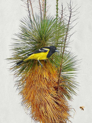 Avian Tropics II White Modern Wood Framed Art Print with Double Matting by Vest, Chris