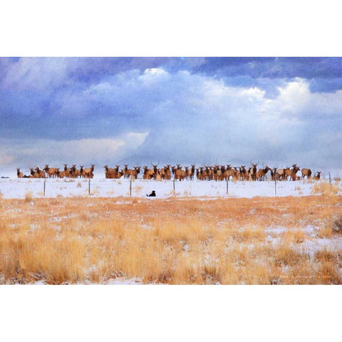 Zippy and the Elk White Modern Wood Framed Art Print by Vest, Chris