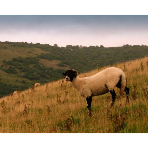 Wooly Friends III Black Modern Wood Framed Art Print by Bell, Lillian