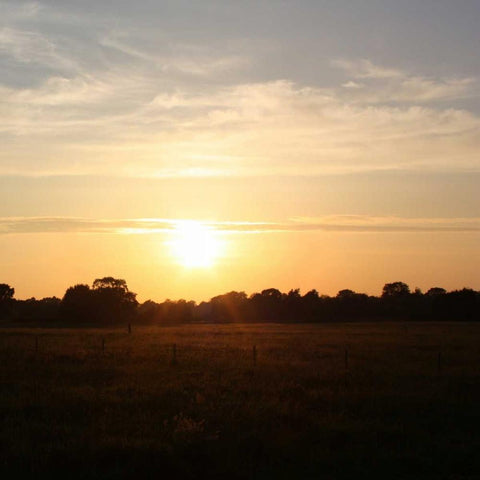 Sunset Field I Black Ornate Wood Framed Art Print with Double Matting by Bell, Lillian