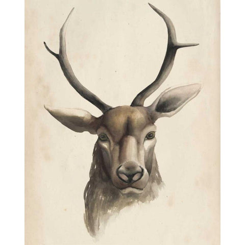 Watercolor Animal Study I Black Modern Wood Framed Art Print with Double Matting by Popp, Grace