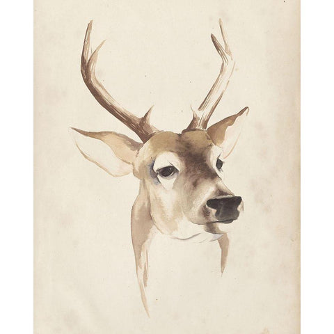 Watercolor Animal Study IV White Modern Wood Framed Art Print by Popp, Grace