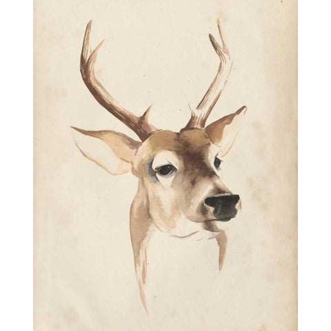 Watercolor Animal Study IV Black Modern Wood Framed Art Print with Double Matting by Popp, Grace