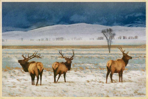 Refuge Elk White Modern Wood Framed Art Print with Double Matting by Vest, Chris
