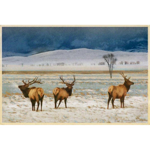 Refuge Elk Black Modern Wood Framed Art Print with Double Matting by Vest, Chris