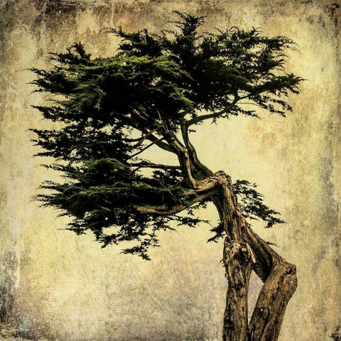 Grand Cypress Black Ornate Wood Framed Art Print with Double Matting by Malek, Honey