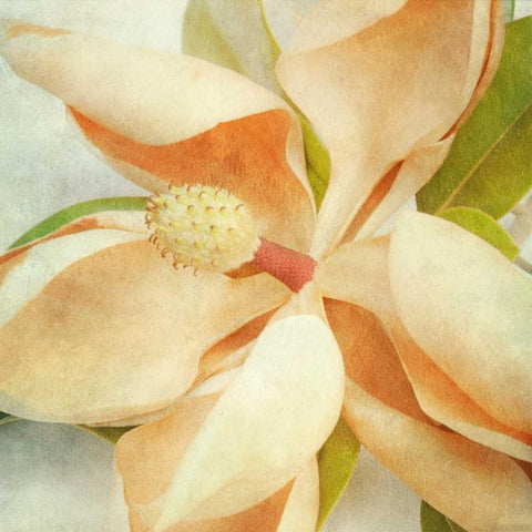 Vintage Magnolia I White Modern Wood Framed Art Print by Malek, Honey