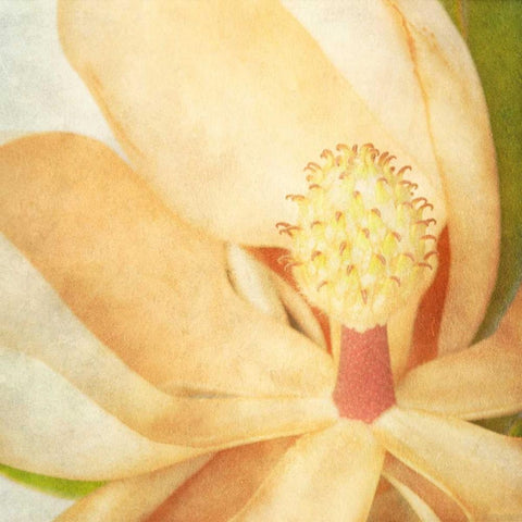 Vintage Magnolia II Black Ornate Wood Framed Art Print with Double Matting by Malek, Honey