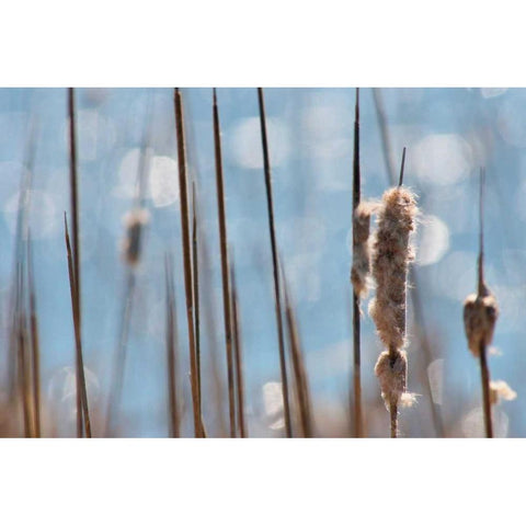 Light Dance on Cattails I Gold Ornate Wood Framed Art Print with Double Matting by Robertson, Leda