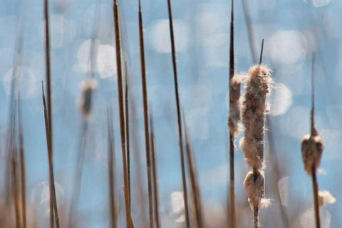 Light Dance on Cattails I White Modern Wood Framed Art Print with Double Matting by Robertson, Leda