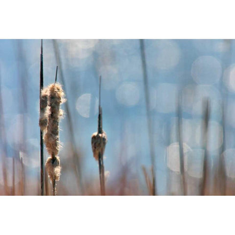 Light Dance on Cattails II Black Modern Wood Framed Art Print by Robertson, Leda