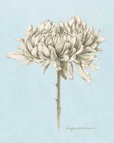 Graphite Botanical Study II White Modern Wood Framed Art Print with Double Matting by Popp, Grace