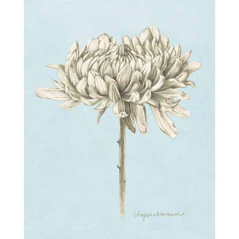 Graphite Botanical Study II White Modern Wood Framed Art Print by Popp, Grace