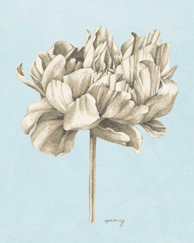 Graphite Botanical Study IV White Modern Wood Framed Art Print with Double Matting by Popp, Grace