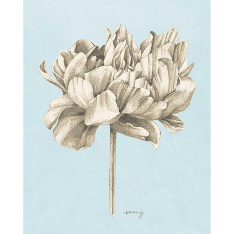 Graphite Botanical Study IV White Modern Wood Framed Art Print by Popp, Grace