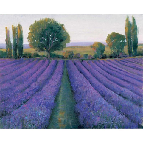 Lavender Field II White Modern Wood Framed Art Print by OToole, Tim