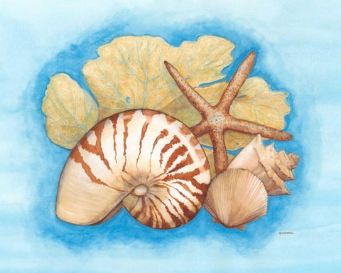 Seashells and Seafan I Black Ornate Wood Framed Art Print with Double Matting by Russell, Wendy