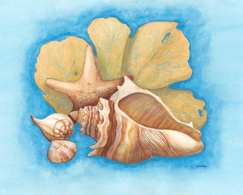 Seashells and Seafan II White Modern Wood Framed Art Print with Double Matting by Russell, Wendy