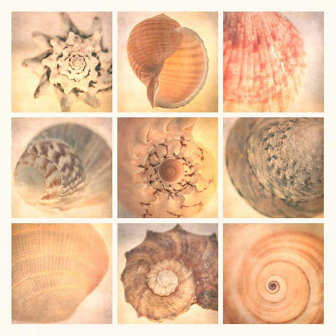 Coral Seashells Black Modern Wood Framed Art Print with Double Matting by Malek, Honey