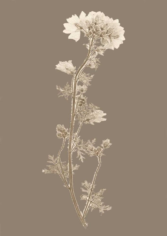 Image Only