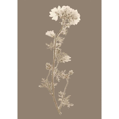 Taupe Nature Study I Custom White Modern Wood Framed Art Print by Vision Studio