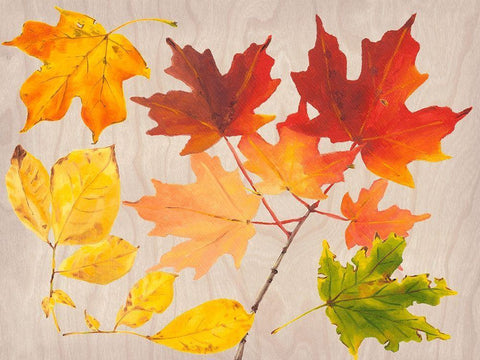 Autumn Leaves Collection A White Modern Wood Framed Art Print with Double Matting by Miller, Dianne