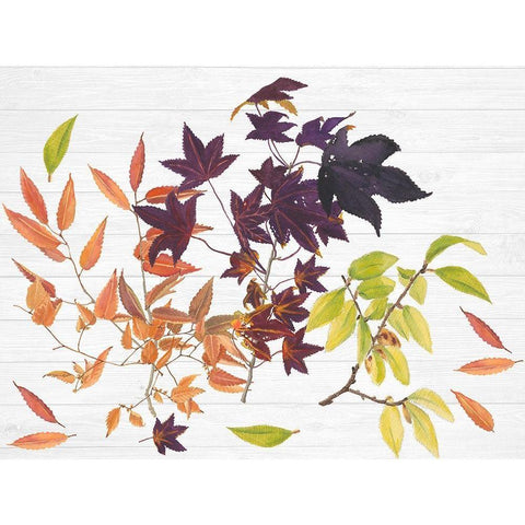 Sweet Foliage Collection A White Modern Wood Framed Art Print by Miller, Dianne