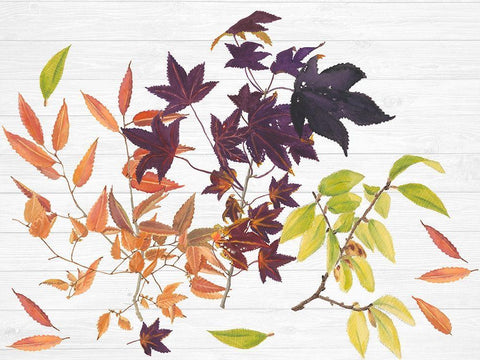 Sweet Foliage Collection A Black Ornate Wood Framed Art Print with Double Matting by Miller, Dianne