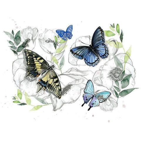 Watercolor Butterfly Collection A Black Modern Wood Framed Art Print with Double Matting by Parker, Jennifer Paxton