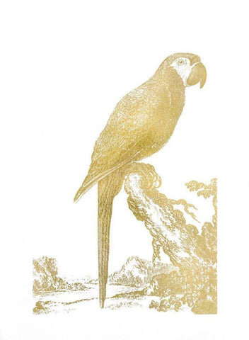 Gold Foil Parrot I Black Ornate Wood Framed Art Print with Double Matting by Edwards