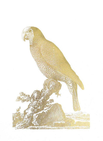 Gold Foil Parrot II White Modern Wood Framed Art Print with Double Matting by Edwards