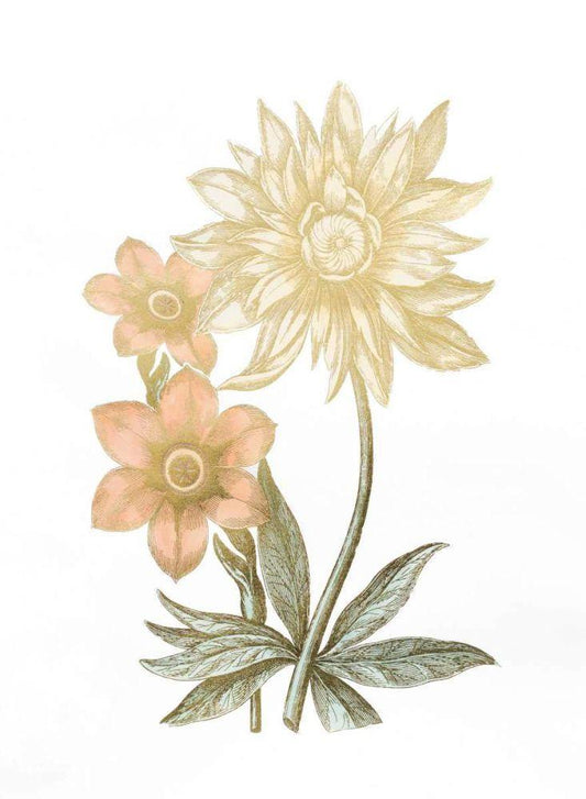 Image Only