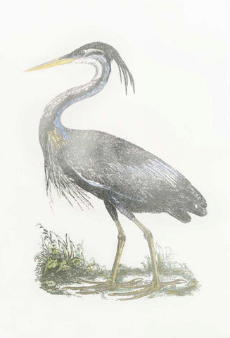 Silver Foil Heron II with Hand Color White Modern Wood Framed Art Print with Double Matting by Selby, John