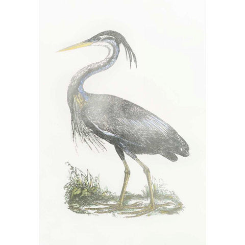 Silver Foil Heron II with Hand Color White Modern Wood Framed Art Print by Selby, John